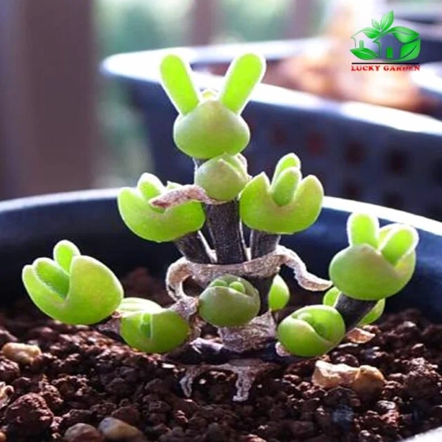 Sen Đá Tai Thỏ xanh tươi trong chậu nhỏ với hình dáng lá mọng nước đáng yêu