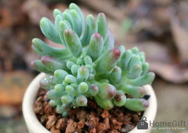 Sen đá thạch ngọc Sedum rubrotinctum có lá căng mọng như những viên ngọc nhỏ