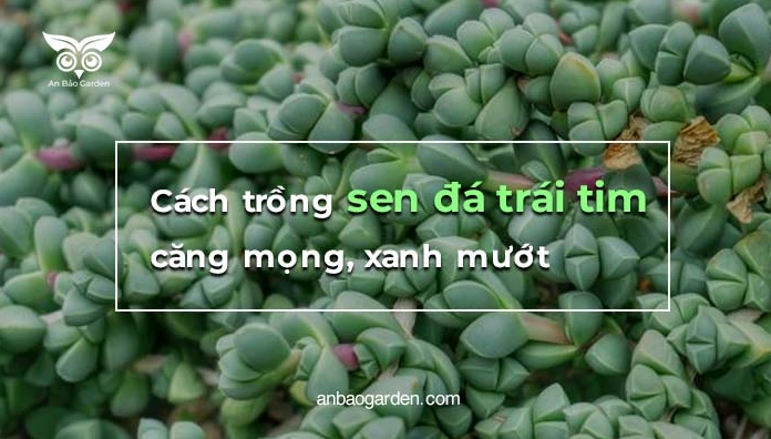 Sen Đá Trái Tim căng mọng xanh mướt được chăm sóc khỏe mạnh để lá không bị teo
