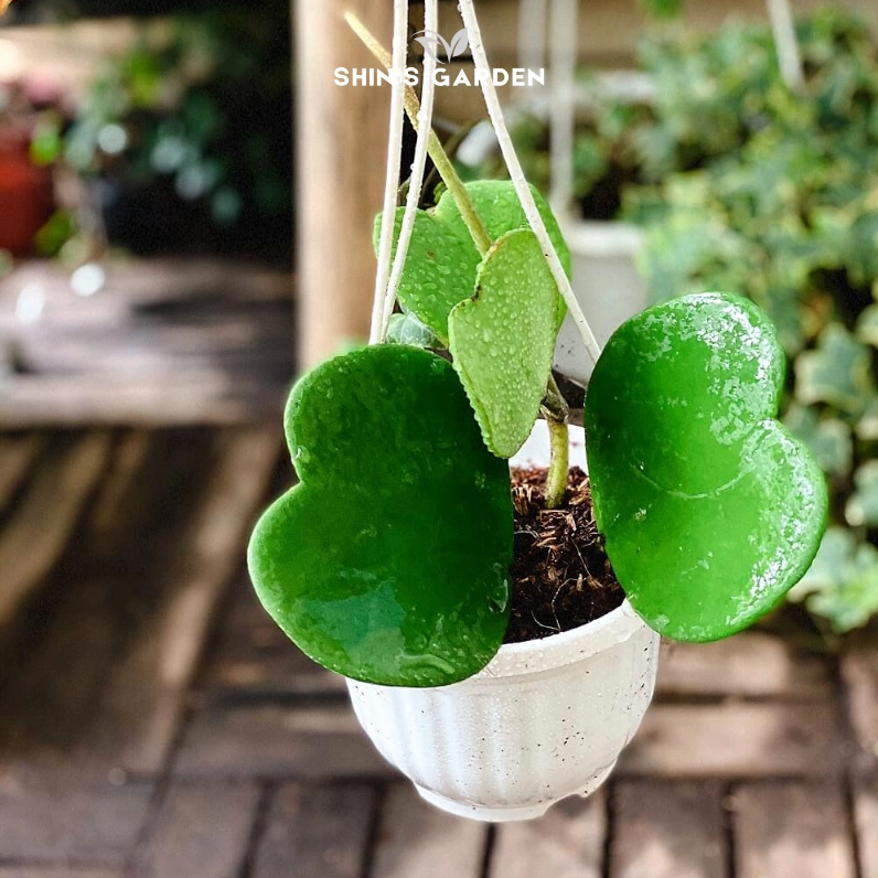 Sen đá trái tim Hoya Kerrii với dáng lá xanh hình tim tượng trưng cho tình yêu vĩnh cửu