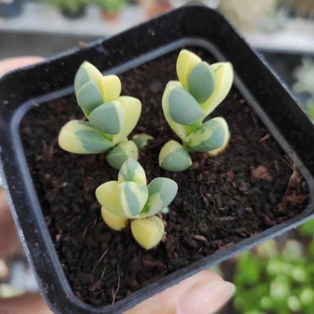 Sen Đá Trái Tim với phiến lá xanh mọng hình trái tim nổi bật trong khung hình cận cảnh
