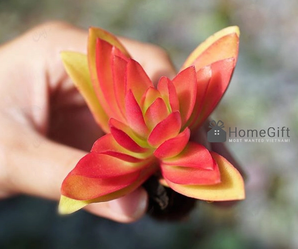 Sen đá tứ phương có dáng lá vươn nhiều hướng tạo hình khối lạ mắt