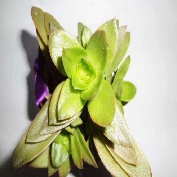 Sen Đá Tứ Phương có lá mọng nước xếp đều thành rosette xanh tươi nổi bật