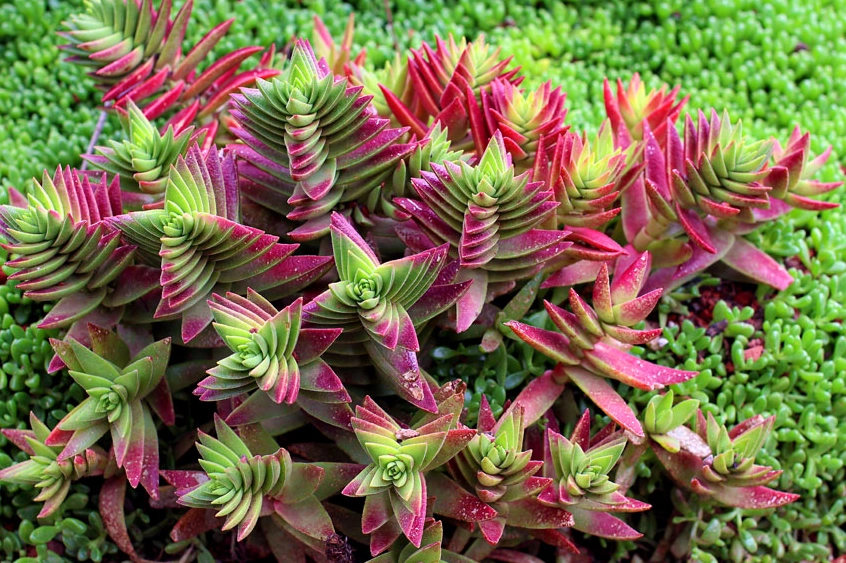 Sen đá tứ phương Crassula capitella red pagoda có sắc đỏ xanh xếp tầng lạ mắt