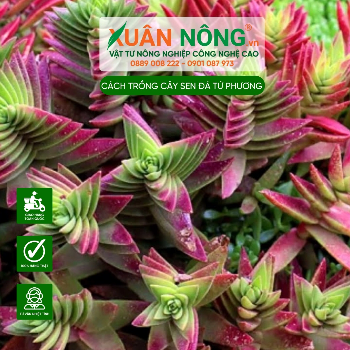 Sen Đá Tứ Phương trong chậu nhỏ gợi ý nghĩa phong thủy về sự bền bỉ