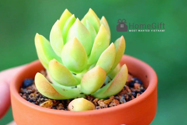Sen đá vàng có sắc lá ấm áp như ánh nắng nhỏ trên kệ cây