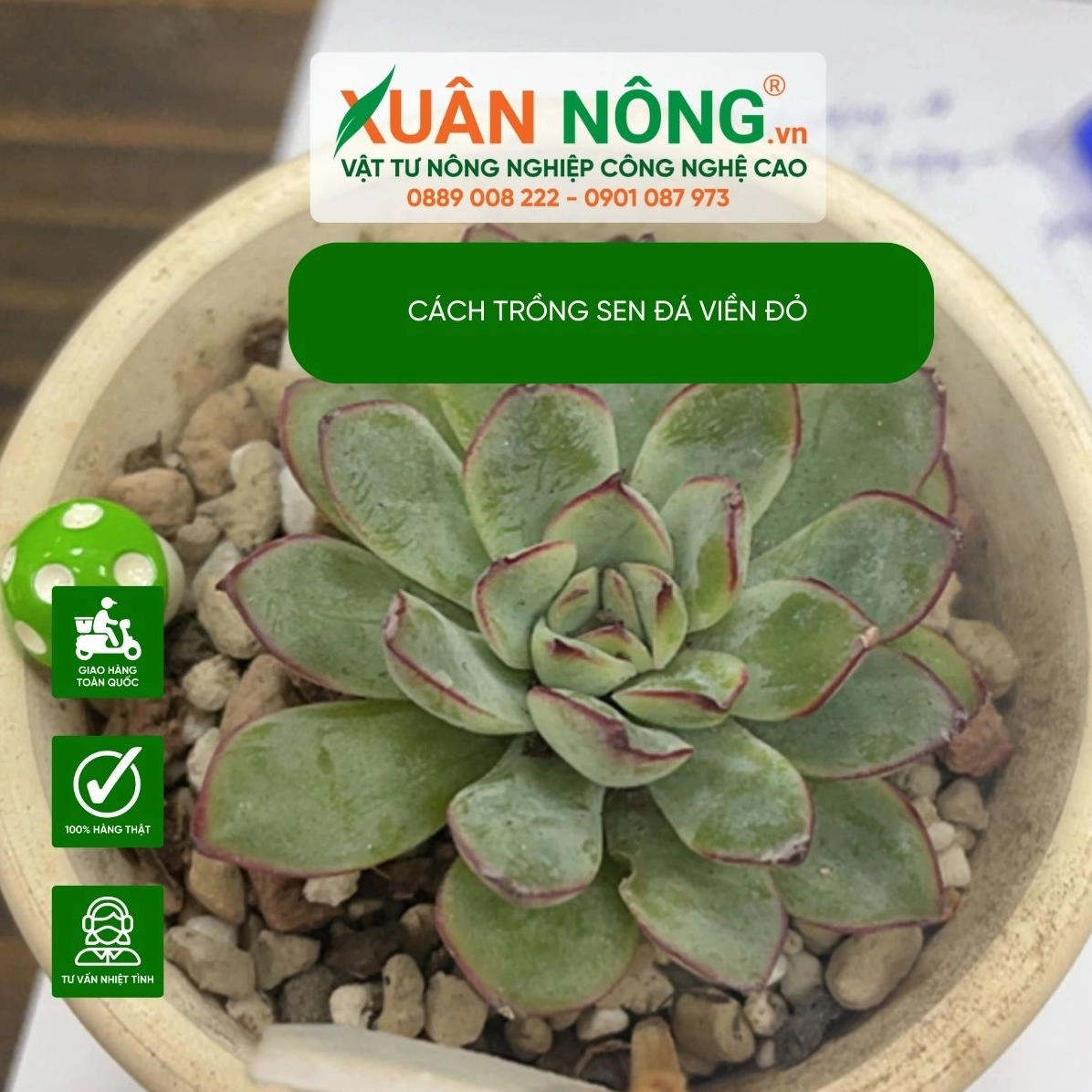 Sen Đá Viền Đỏ được trồng trong giá thể thoáng với lá xanh dày và mép đỏ tươi