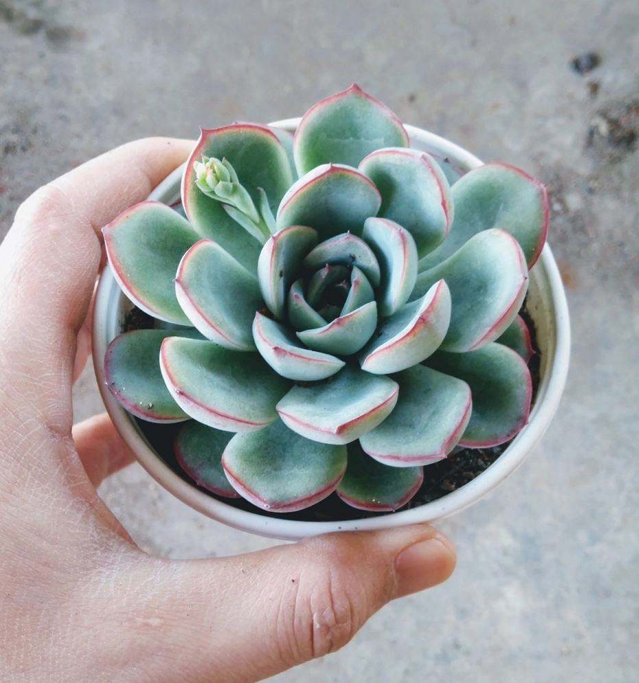 Sen đá viền đỏ lá to xếp tròn với sắc xanh dịu và mép lá đỏ hồng