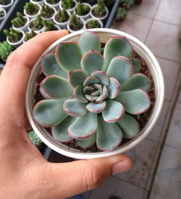 Sen đá viền đỏ nhìn từ trên cao với lá mọng xếp thành hoa thị cân đối