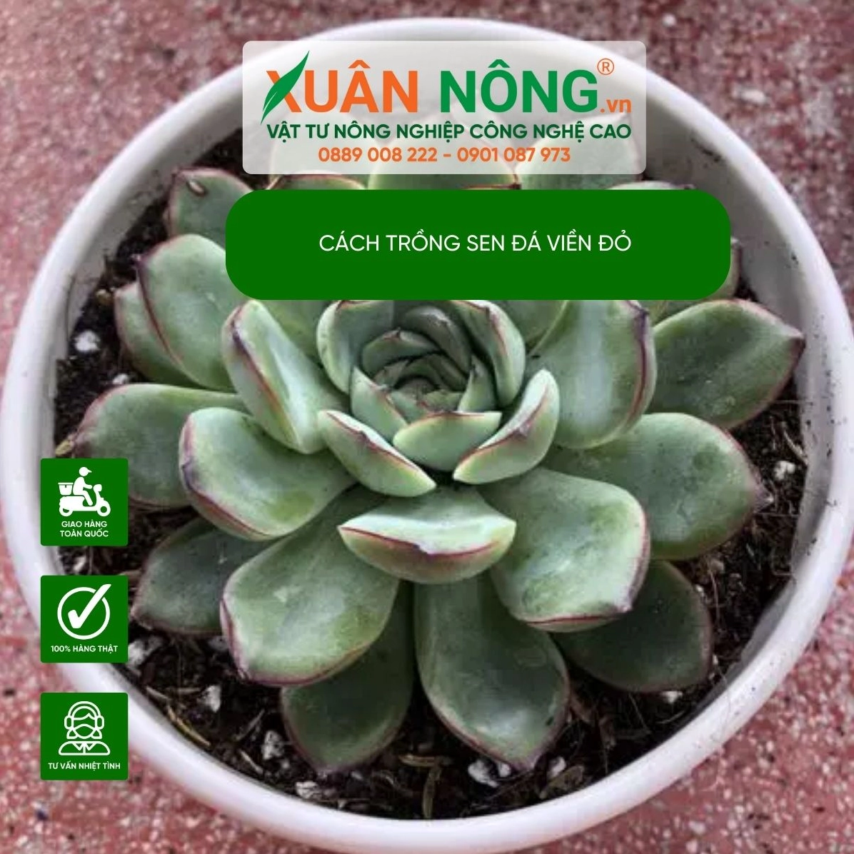 Sen Đá Viền Đỏ trong quá trình nhân giống với cây con và lá mọng nước khỏe mạnh