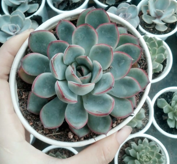 Sen đá viền đỏ trưởng thành với lá xanh xám và viền đỏ tạo điểm nhấn mềm mại