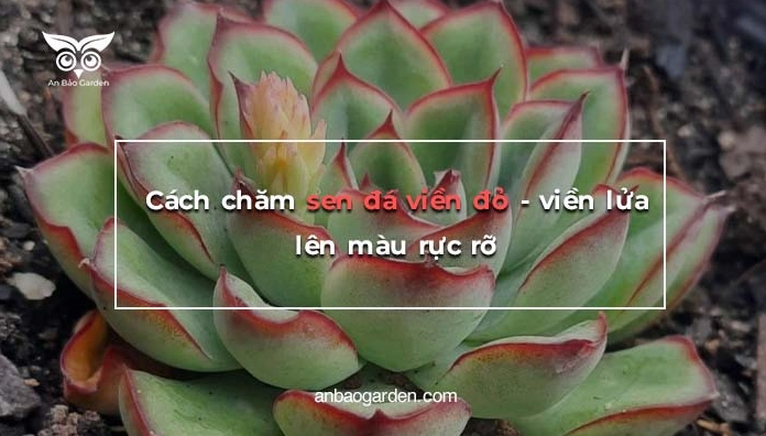 Sen Đá Viền Đỏ viền lửa lên màu rực rỡ với mép lá đỏ nổi bật trên nền xanh