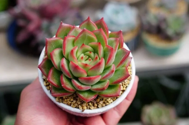 Sen Đá Viền Đỏ xếp lá hoa thị xanh mướt với viền đỏ nổi bật dưới ánh sáng dịu