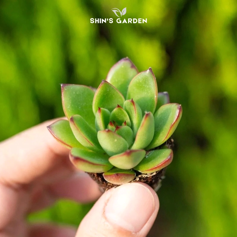 Sen đá viền lửa với lá xanh mọng và đường viền đỏ rực thể hiện nguồn gốc cùng vẻ đẹp phong thủy