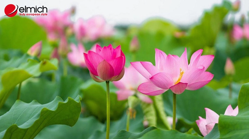 Sen hồng nở tươi thể hiện giống sen lâu đời với vẻ đẹp đằm thắm và gần gũi