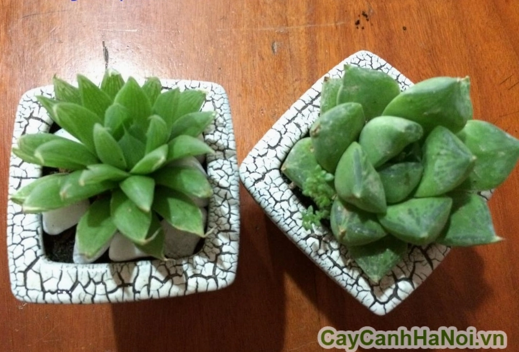 Sen ngọc dạ quang nhỏ xinh có dáng lá căng mọng và màu sắc dịu mắt