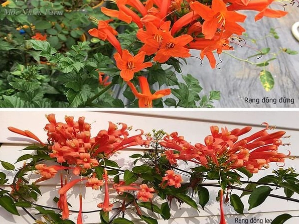 So sánh dáng cây Rạng đông đứng và cây Rạng đông leo trong vườn