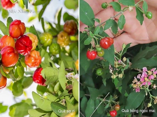 So sánh sơ ri thường và sơ ri cảnh cho thấy sự khác nhau về dáng và mục đích trồng
