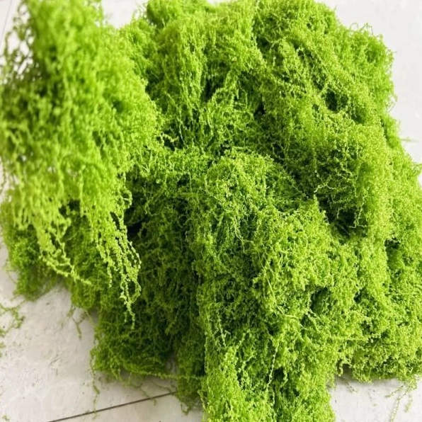 Sợi rêu rối trang trí tiểu cảnh được đóng túi với màu xanh mềm mại