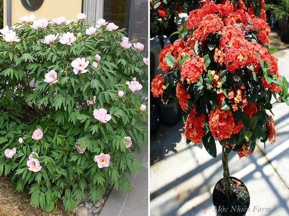Sự khác nhau về thân giữa hai loại Hoa Bông Trang thể hiện rõ qua cấu trúc cành