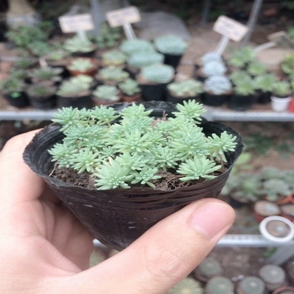 Sự thay đổi màu sắc của sen đá sedum khi đón nắng tạo nên sắc lá xanh vàng sinh động