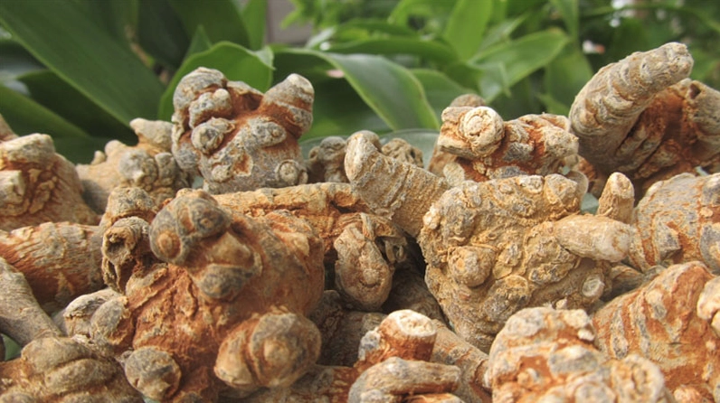 Tam Thất Bắc hay Sâm Tam Thất được thể hiện qua hình ảnh dược liệu có màu sắc tự nhiên