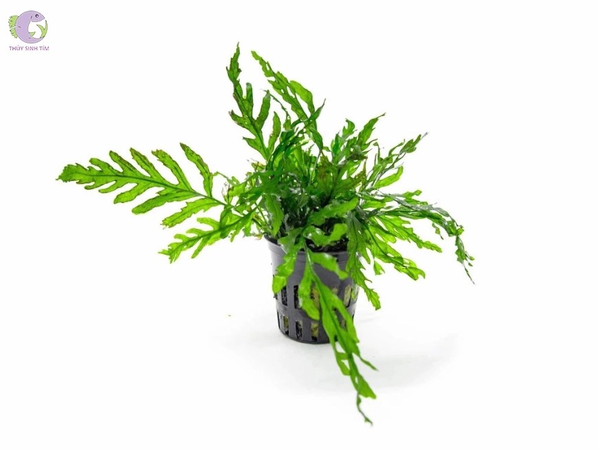 Tán dương xỉ thủy sinh xanh rậm với nhiều lớp lá đan xen như bụi cây rừng dưới mặt nước