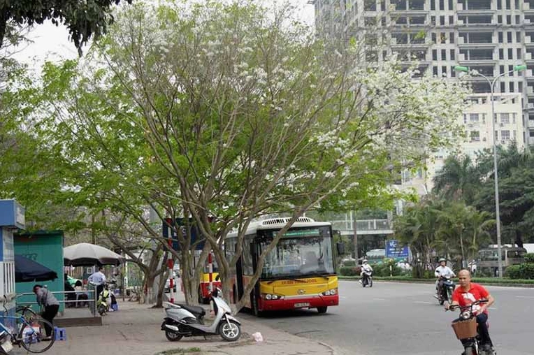 Tán Hoa Sưa trắng bung nở hài hòa trên cành cây, gợi cảm giác thanh sạch và thuần khiết