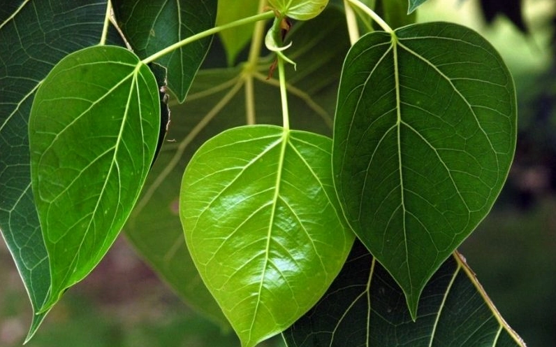 Tán lá bồ đề xanh dày đón nắng, xòe rộng tạo bóng mát dịu nhẹ cho không gian