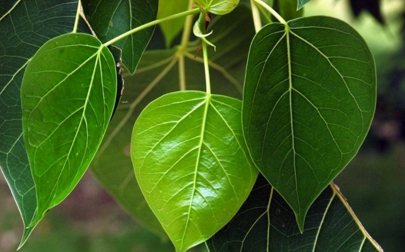 Tán lá bồ đề xanh rợp, lá hình tim đuôi dài lay động nhẹ trong gió tạo cảm giác mát lành và thư thái