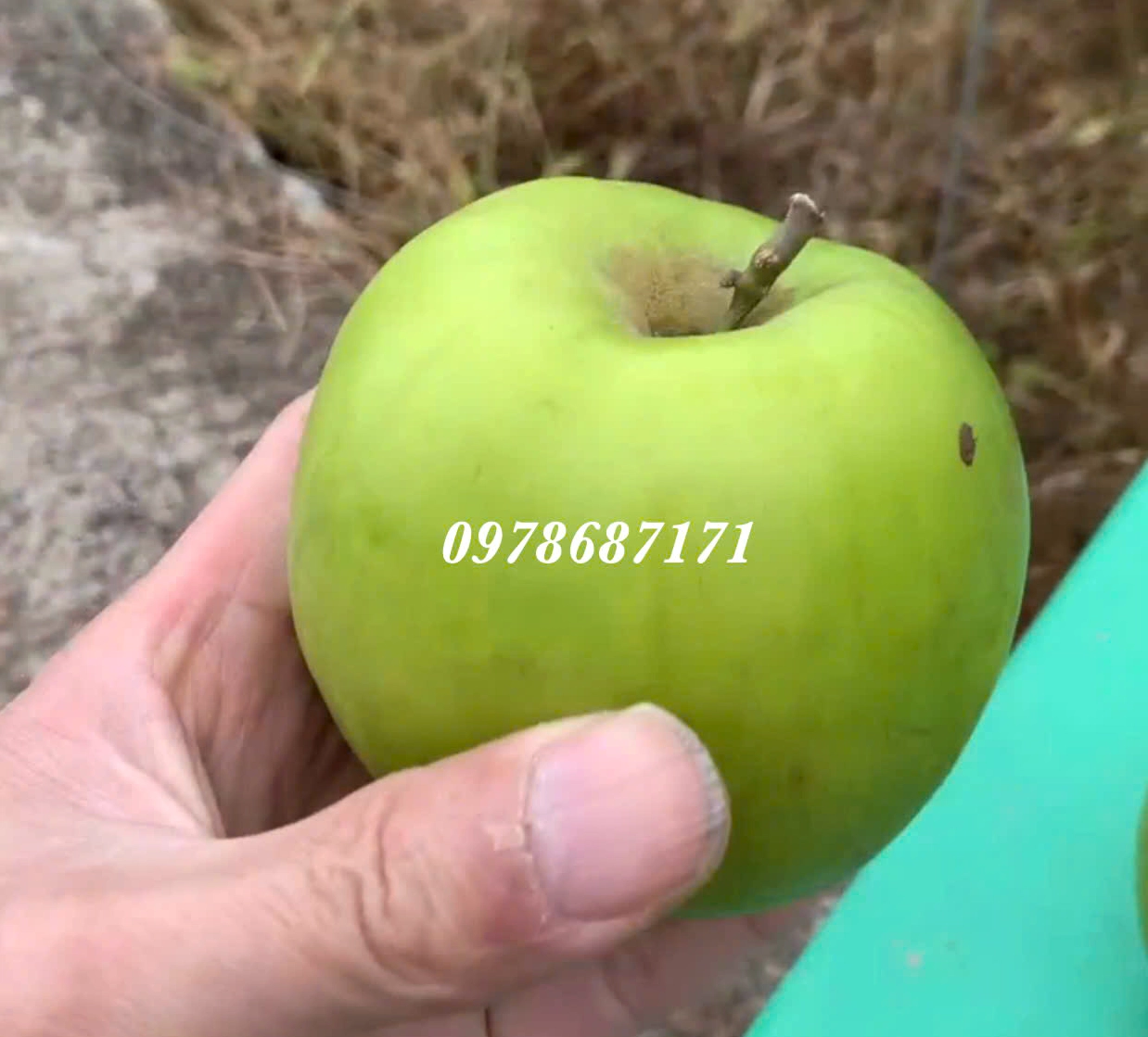 Táo Đài Loan Thế Hệ Mới làm hình ảnh tham khảo về cây ăn quả hiện đại trong sân vườn