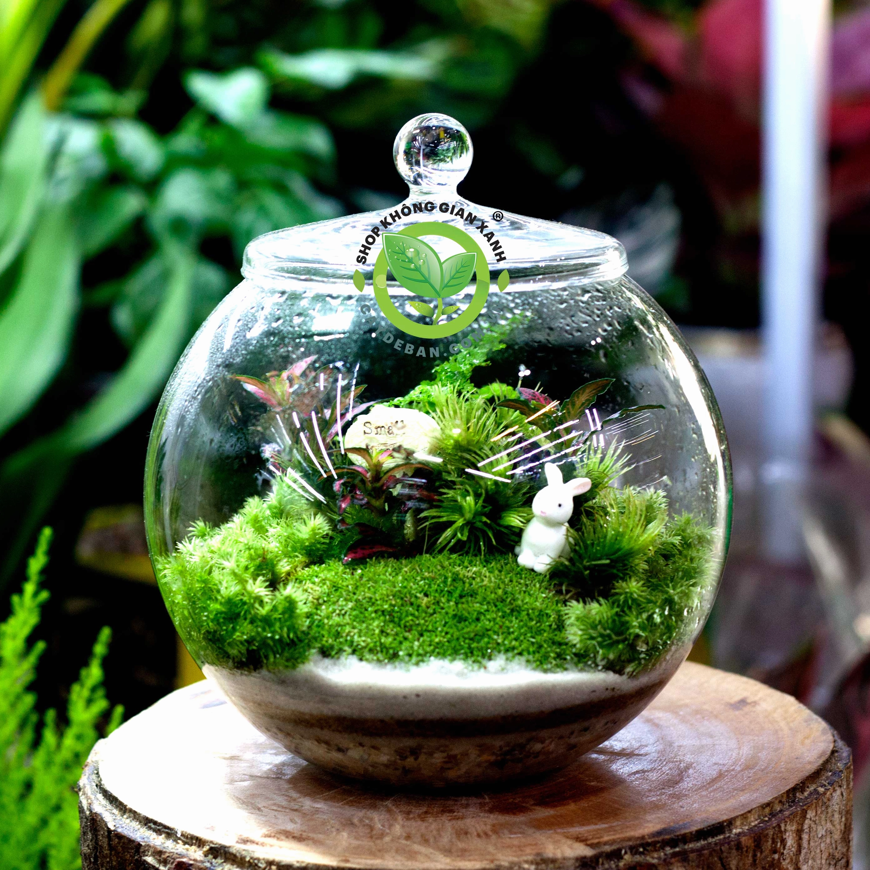Terrarium để bàn với rêu xanh và tiểu cảnh nhỏ trong bình thủy tinh trong suốt