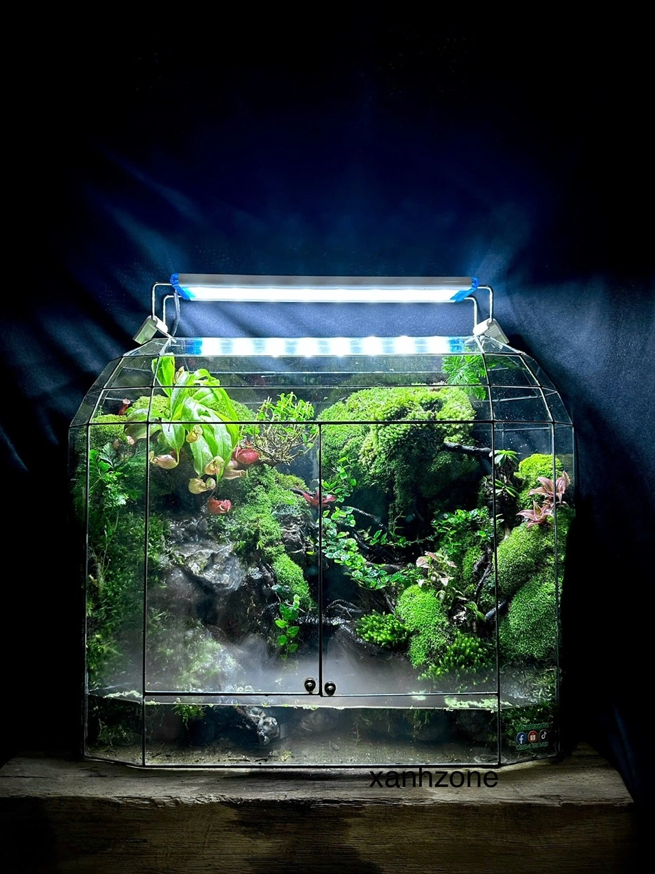 Terrarium rừng thu nhỏ có nền rêu xanh và bố cục tự nhiên như khu rừng trong lọ kính