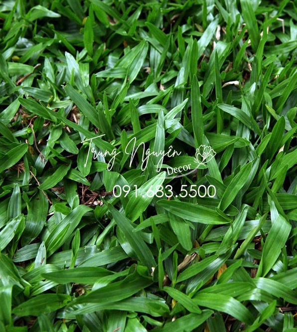 Thảm cỏ lá gừng ta xanh mướt trải rộng, tạo nền tự nhiên êm mắt cho các cụm hoa nổi bật trong sân vườn