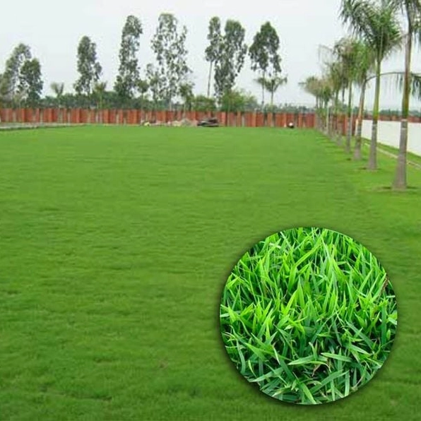 Thảm cỏ Nhật xanh dày với lá nhỏ mịn phủ đều mặt sân vườn trong nắng nhẹ