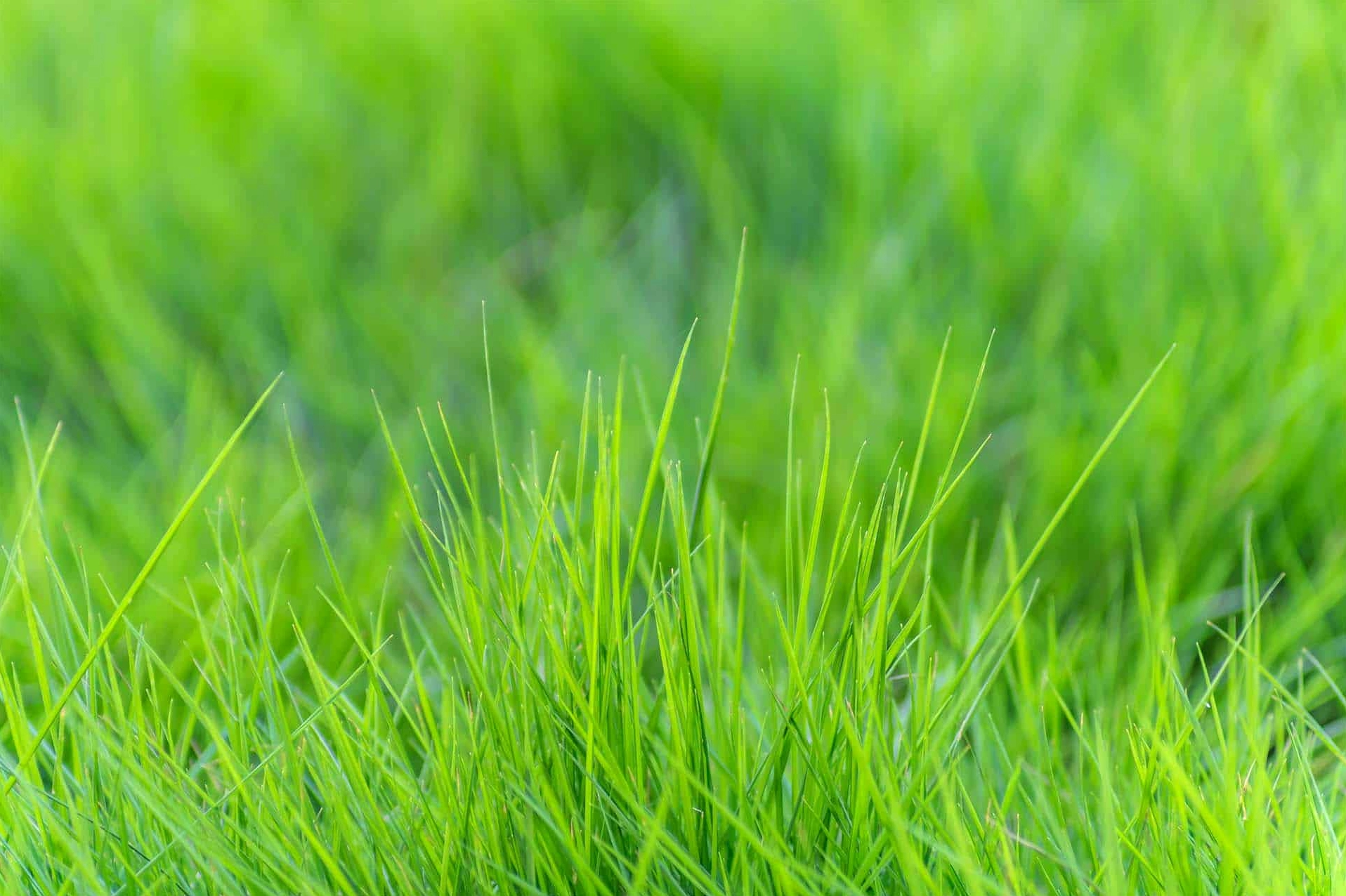 Thảm cỏ sân vườn xanh mướt trải đều tạo nền mềm mại cho không gian ngoài trời