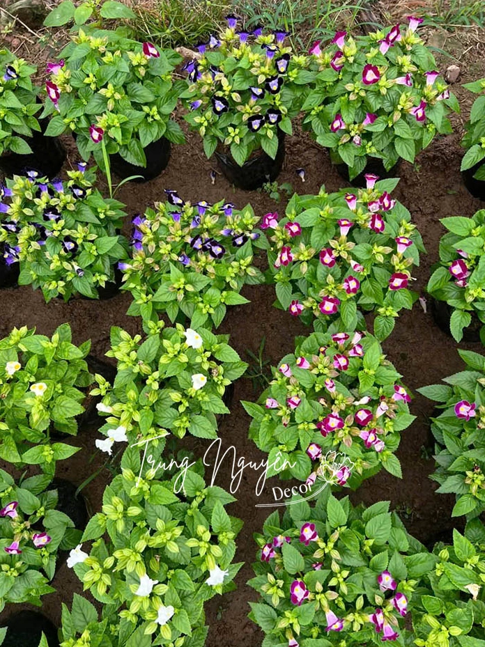 Thảm Hoa mắt nai mùa hè phủ dày mặt đất với sắc tím hồng tươi tắn