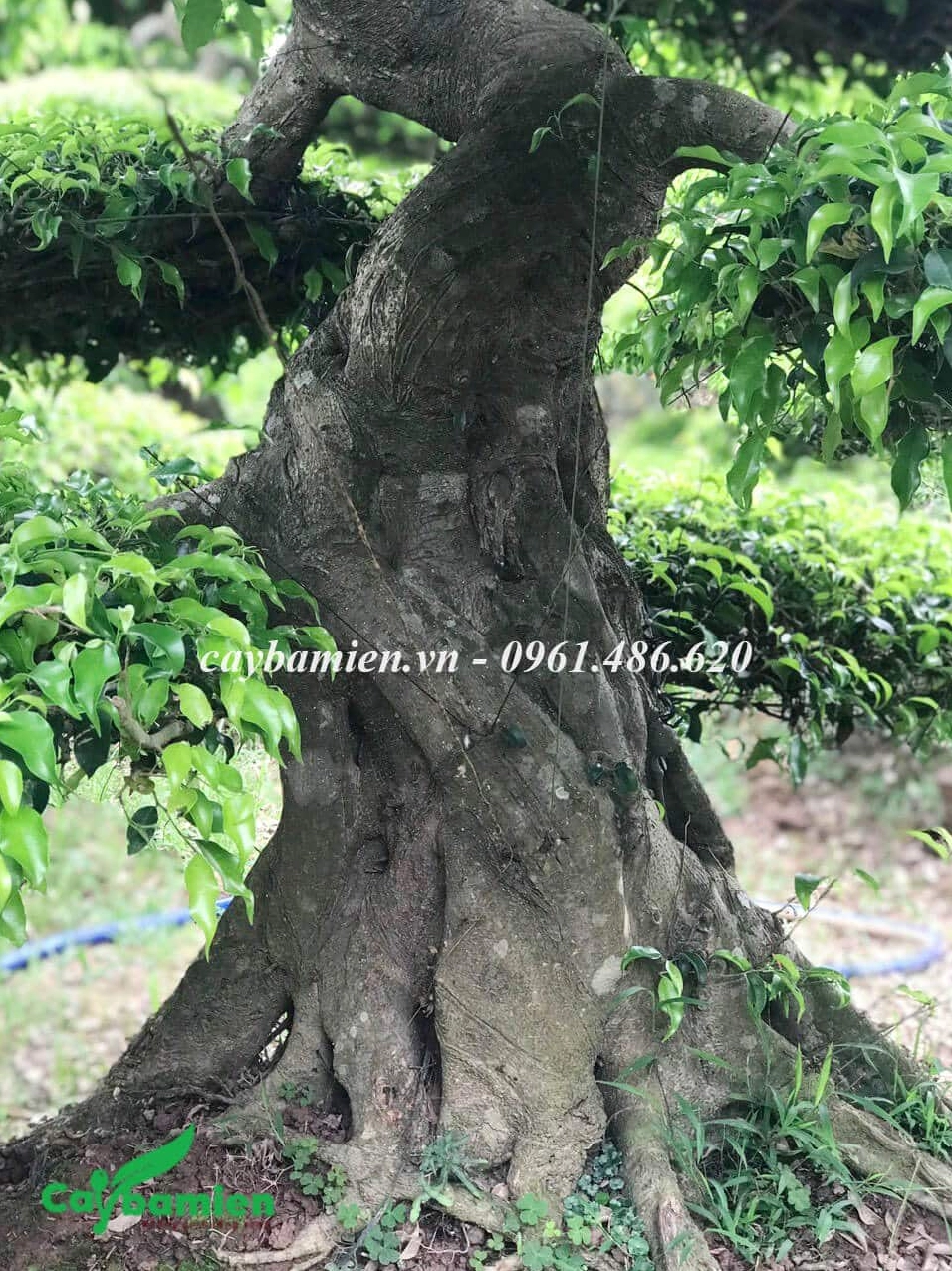 Thân Cây Sanh Nam Điền cổ thụ mang sắc nâu đồng đậm chất thời gian trong khung hình gần