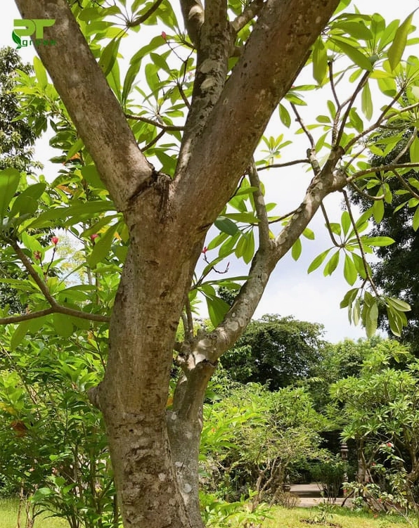 Thân Cây Sứ Đại già cỗi có đường nét uốn lượn và cành nhánh cần được cắt tỉa