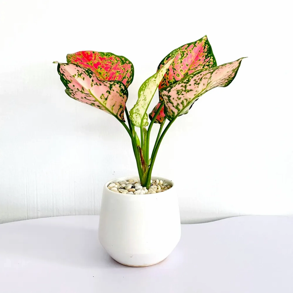 Thân Cây Vạn Lộc đỏ chắc chắn tạo cảm giác vững chãi cho dáng cây mini