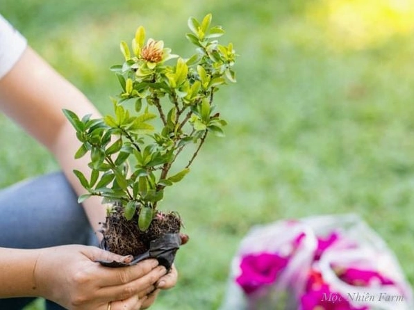 Thành quả của quá trình chăm sóc Hoa Bông Trang là những cây khỏe và nở hoa rực rỡ