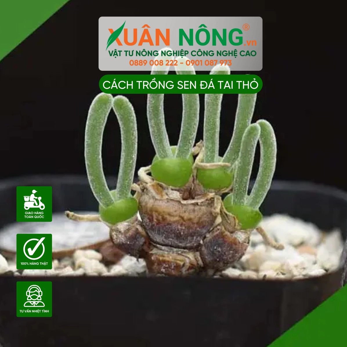 Thao tác trồng Sen Đá Tai Thỏ vào chậu với giá thể tơi xốp và không gian gọn gàng