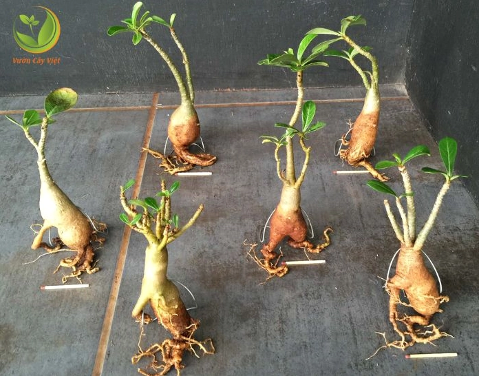 Thay chậu cho Cây Hoa sứ để làm mới giá thể và tạo không gian cho bộ rễ phát triển