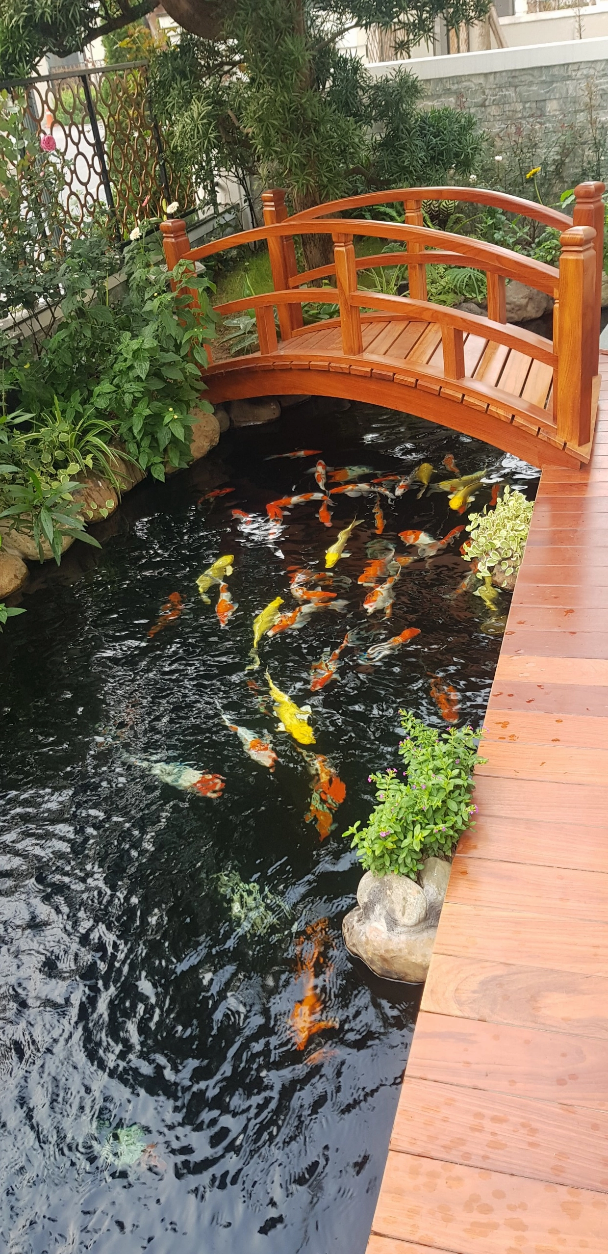 Thi công hồ Koi Starlake với mảng xanh bao quanh, thích hợp phối Cây Cẩm Thạch gần khu vực ngắm cảnh