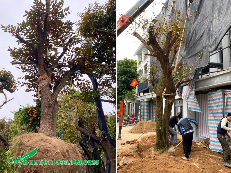 Thi công trồng cây Vú Sữa cổ thụ có đường kính gốc 30 đến 35cm với dáng khỏe và tán rộng
