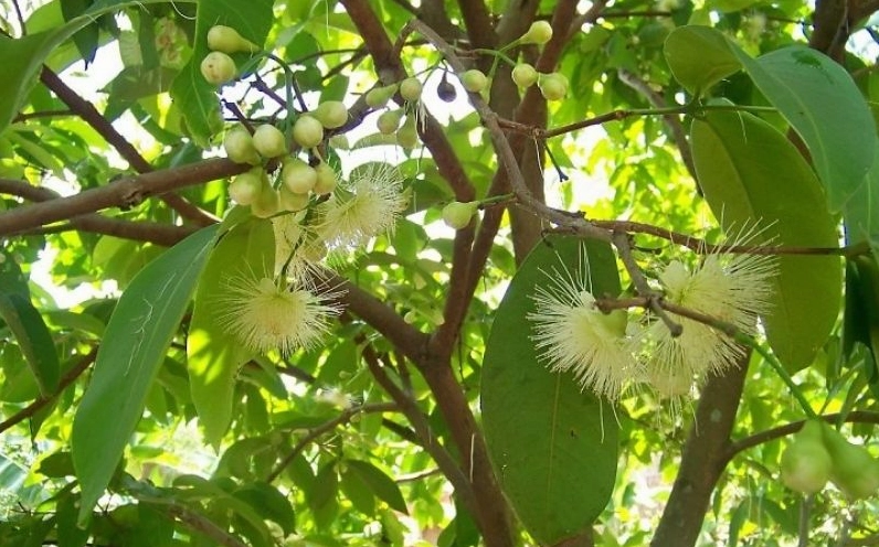 Thời điểm Cây Mận ra hoa báo hiệu mùa quả mới đang đến gần
