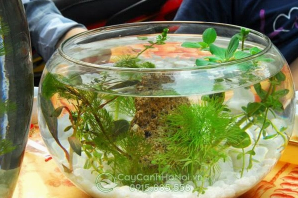 Tiểu cảnh bể cá mini để bàn với mặt nước trong và mảng xanh nhỏ tạo cảm giác mát lành