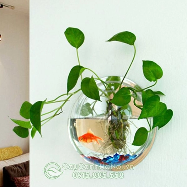 Tiểu cảnh mini bể cá với nước trong và cây xanh tạo khung cảnh sống động