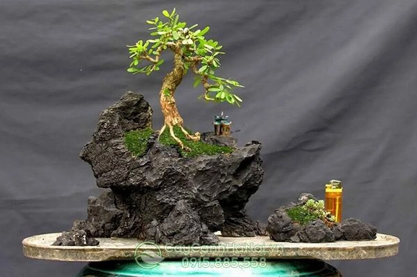 Tiểu cảnh mini bonsai với dáng cây uốn lượn và vẻ cổ kính trong không gian nhỏ