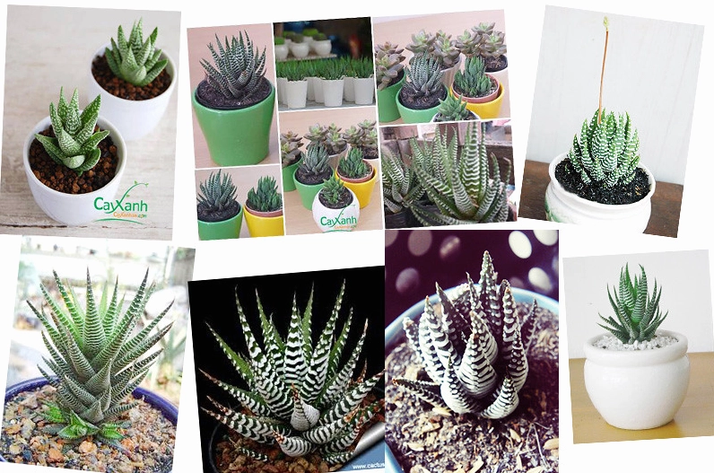 Tiểu cảnh sen đá sao biển trong bố cục terrarium xanh mát cùng chất liệu trang trí tự nhiên